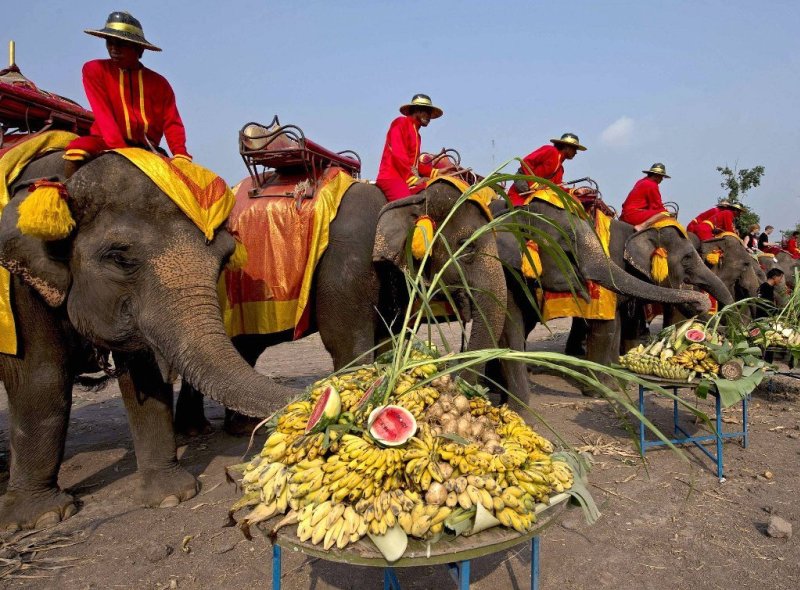 День слонов в Таиланде