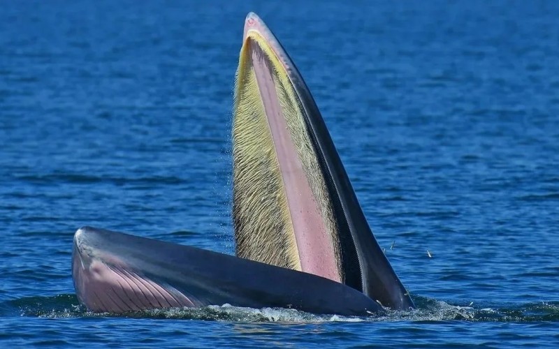 Пасть кита 