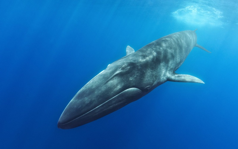 Сельдяной кит 