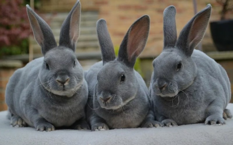 Серые кролики 
