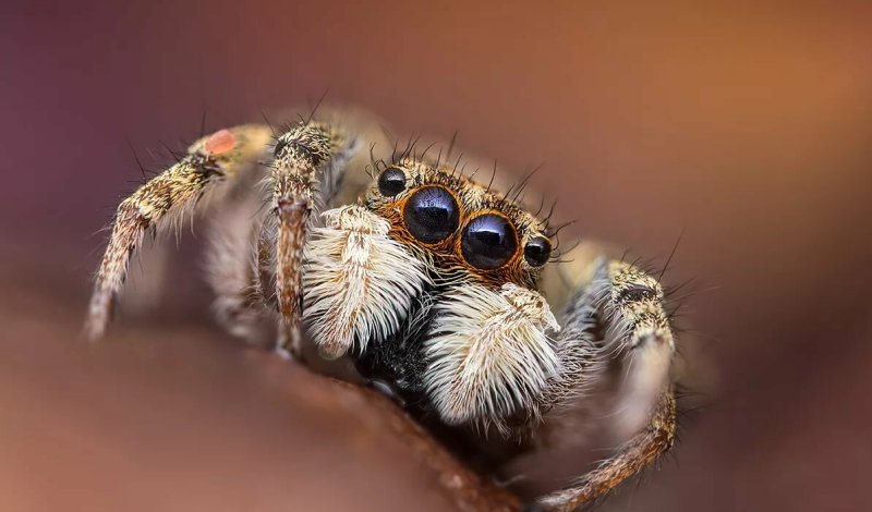 Глаза паука 