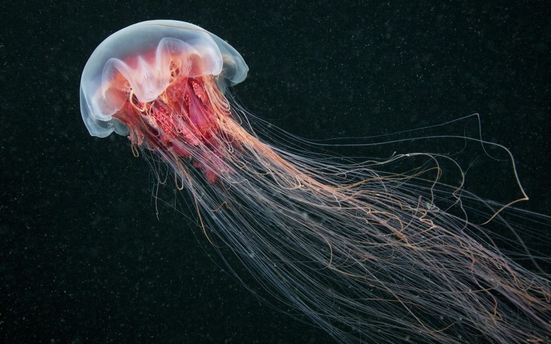 Медуза цианея