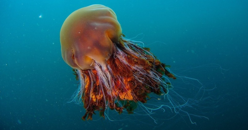 Красивая медуза 