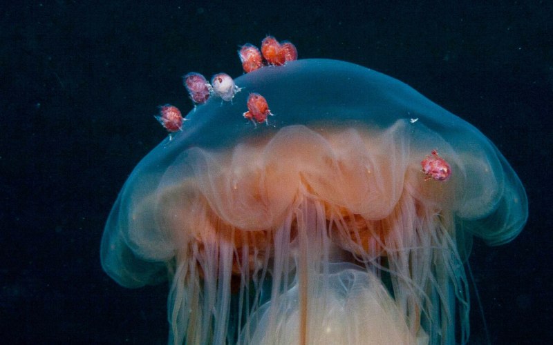 Купол медузы