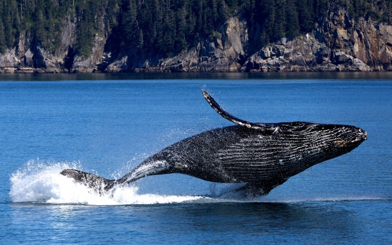 Горбатый кит днем 