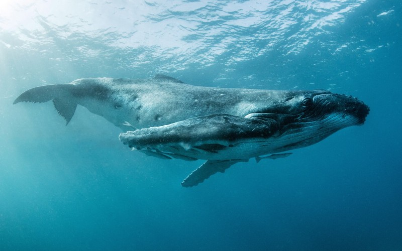 Млекопитающее горбатый кит