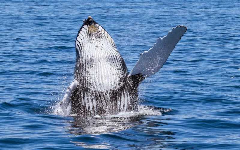 Огромный кит 