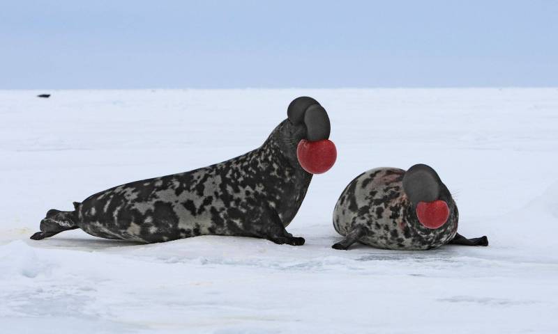 Необычные тюлени 