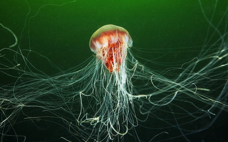 Яркая медуза 
