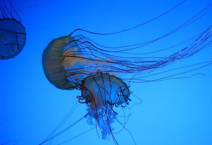 Красивые медузы 