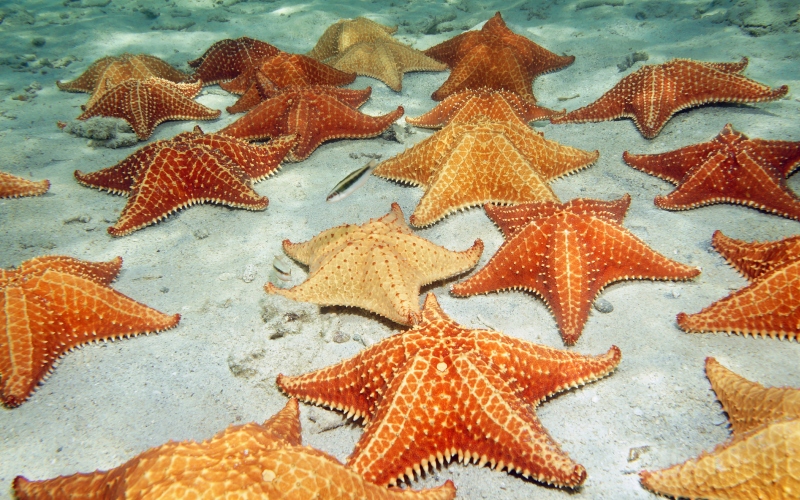 Очень много морских звезд 
