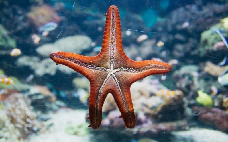 Моллюск морская звезда 