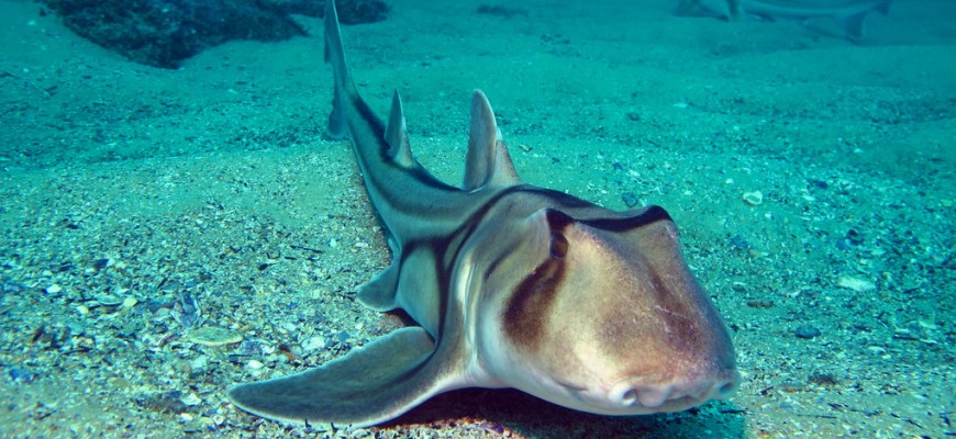 Шлемовидная акула