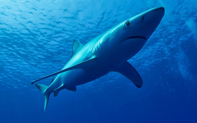 Рыба синяя акула 