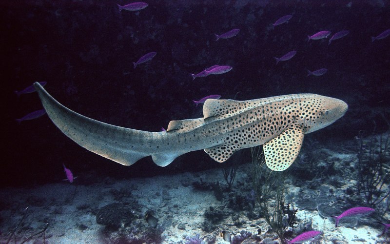 Рыба акула-зебра